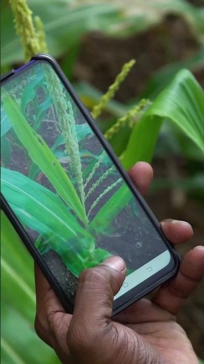 Plantix Your Crop Doctor @PlantixFarmer