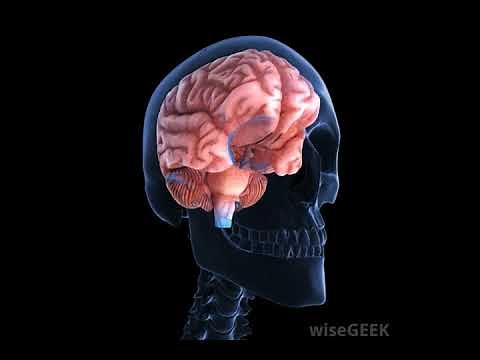 What Is a Pyramidal Neuron