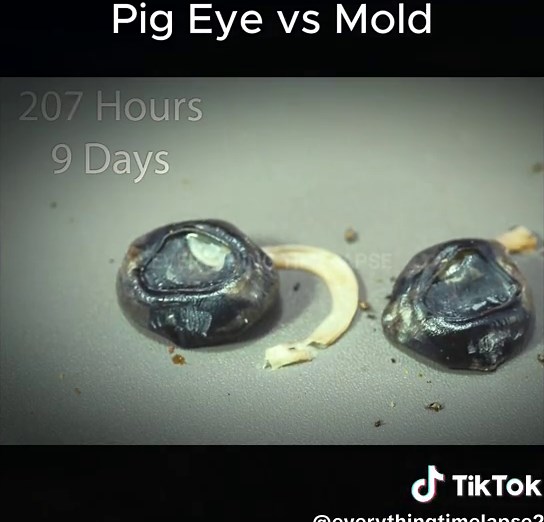 Rotting Pig Eye Time Lapse