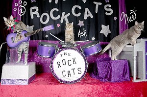 Job opening: Cat band tour assistant