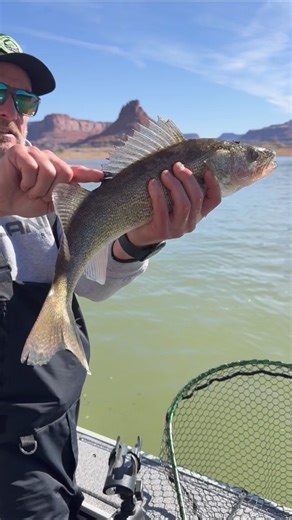 Dial in your bottom bouncing game for walleye with the Okuma Convector Low Profile Line Counter Reel! Featuring Quick Drop Technology, you can instantly drop back to the strike zone when the bite hits. Don’t miss your next trophy. #OkumaFishing #ConvectorReels #WalleyeFishing | Okuma Fishing USA