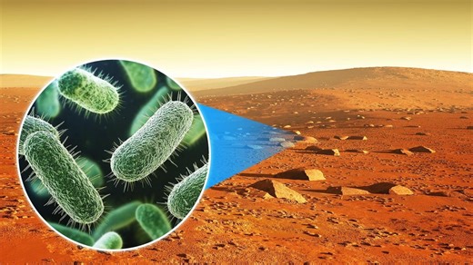 Martian Soil Is Deadly. And That's Why It Might Support Life