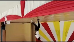 102 reactions · 5 comments | I wish to be big, jaaka #King Monada mama ♥️♥️am dropping this song ka Friday 爛 Don't Forget To Book Us..App 74268779 #ke_chenchile_step #BAGALATIA #spiritual_goat | Tinana Tinana bw | Facebook