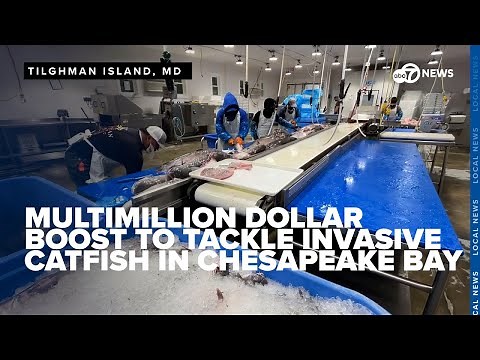 USDA announces multimillion dollar boost to tackle invasive catfish in Chesapeake Bay