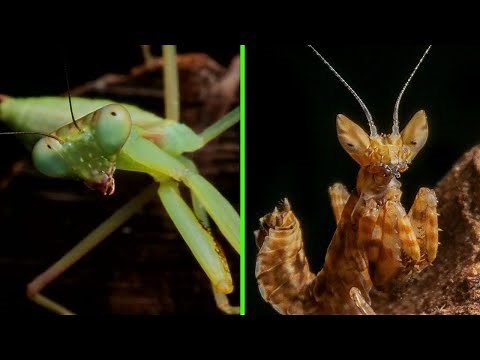 The Praying Mantis is BRUTAL & BEAUTIFUL!