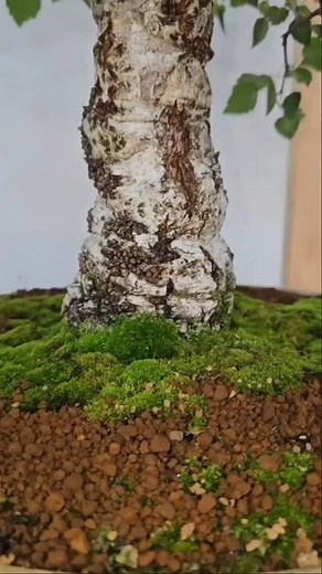 Birch Bonsai🌳 #nature #in #miniature #beautiful #tree #diy #channel #shorts #fyp #fy | Saimon Reddy