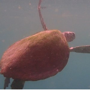 97K views · 431 reactions | Check out these barnacles! Sea turtles...