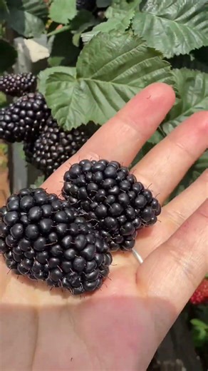 Farm fresh Mulberries #fypシ #farm