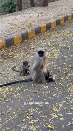Feeding Food To Monkeys (Kapi Sena)🐵🐒 #shorts #monkey #bandar #feeding #viral #monkeyvideo #funny