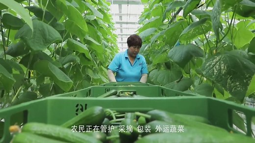 智慧农业助农增收，大棚智能化,现代农业离我们的生活并不远