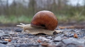 Snail, Shell, Path. Free Stock Video