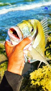 73K views · 1.5K reactions | - فراجة مع الأصدقاء على سمك الدوراد بطعم السلطعون 呂 crabe ✅ Page ➡️ AYouB/Fishing | AYouB/Fishing | Facebook