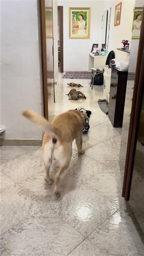 Which Action Figure Does Gohan Choose?