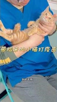 The kitten's first vaccination was so calm, the vet said! #cat #catshorts #cat #cute #catvideos #...