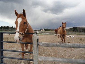 Victory Gallop Helps Challenged Kids Ride Into Successful Future