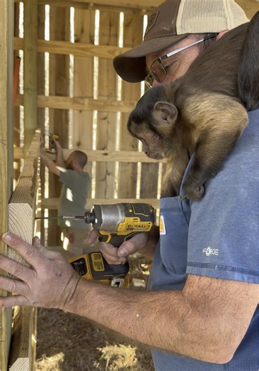 Capuchin Monkey Bear Refuses to Help Build Barn