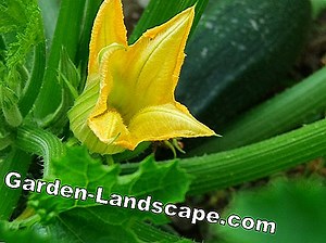 Lifestyle: Grow zucchini - planting, care and harvesting | 2025