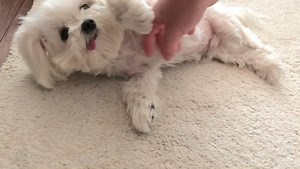 Belly rubs pls. (Milo never lies on his back, never has, but he’s happy to lift his arm to help you give better scratchies) | Milo Meets World
