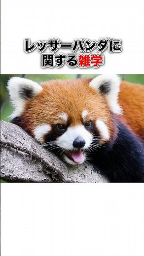レッサーパンダに関する雑学#豆知識 #動物