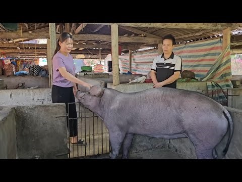 Full video: Selling off giant, culled sows. ( Ep 413 )