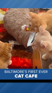 There's a new way to adopt adorable kittens in Baltimore City. Baltimore's first-ever cat cafe has opened its doors, offering both coffee and kittens in one unique location. Affogatto, located at 600 South Wolfe Street, officially opened to the public in June after more than 10 months of preparation. The innovative space combines a traditional cafe experience with a dedicated cat lounge where visitors can interact with adoptable kittens. "We have people offering to volunteer to help out with the