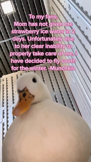 Munchkin the Duck Takes Flight for the First Time!