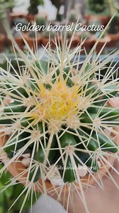 Kroenleinia grusonii, popularly known as the golden barrel cactus, golden ball or mother in law cushion.🥰🥰🥰 #bikolanahardinera #cactus #plantsmakepeoplehappy #goldenbarrelcactus #cacti #plantita #succulents #cactusgarden | Bikolanahardinera