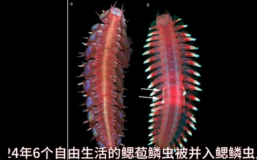 在热液与冷泉间左右横跳，化能合成细菌饲主的饲主——鳃鳞虫属Branchipolynoe