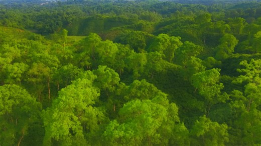 Lush Hills and Forests from Above in 4K