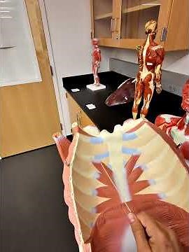 Part 3 - Muscles of the Abdominal area of the Torso model and internal thoracic/abdominal muscles