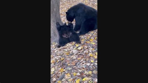 Fun playtime between mama bear and her cub
