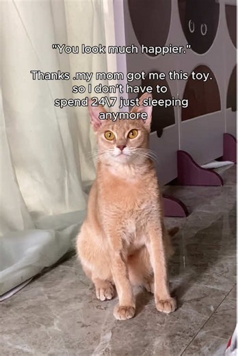 Amazing Toys for Your Cat