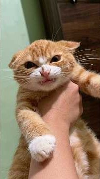 He Got The Angriest Kitten 😂