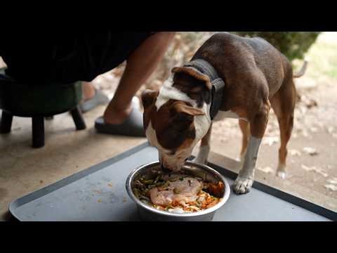 Feeding School: "How to Feed Senior Dogs"