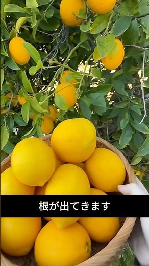 Just Cut a Lemon Branch! How to Propagate and Get New Shoots in 2 Months