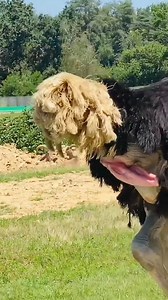 Can someone please tell me what this is 🤔 #WildlifeMystery #AnimalIdentification #NatureQuestions #Animal #Wildlife | Choosen Generation