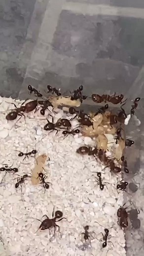 Feeding Termites to Pheidole Dentata Ants