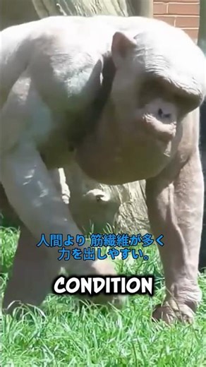 The real reason why chimpanzees are stronger than humans