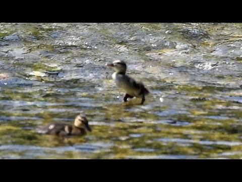 Baby Ducks Catching Flies & Running on Water at Lulworth, Dorset, UK