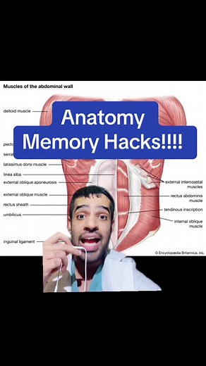 Anatomy #anatomy #anatomyclass #anatomylesson #premed #premedadvice #premedstudent #nursingschool #nursingstudent