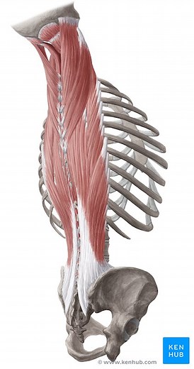 Autochthone Rückenmuskulatur