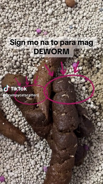 Fenbendazole: Effective Deworming for Dogs and Cats