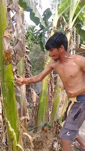 Banana tree boxing 📈#shortfeed #motivation