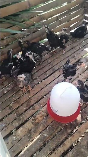 contoh kandang pembesaran anak ayam kampung #ayam #ternakayamkampung #ayamkampung #chicken
