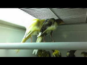 canaris gibber italicus