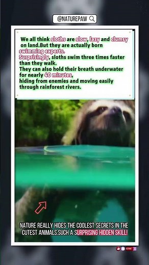 Surprising Facts About Sloths You Didn’t Know#Sloth #Wildlife #naturefacts