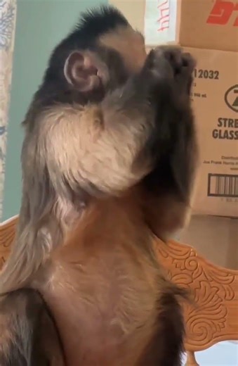 This capuchin monkey says dental health is important!