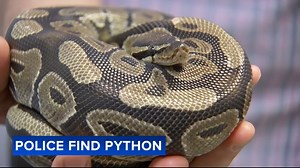 Police in Delaware County search for owner of lost ball python