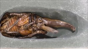 966K views · 7.5K reactions | La métamorphose du Dynaste Hercule (Dynastes hercules).  Crédits : Hirofumi Kawano  On est aussi sur YouTube ! ➡️ https://www.youtube.com/trustmyscience  | Trust My Science | Facebook