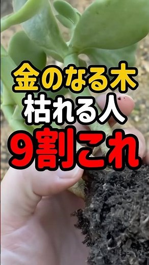 Money trees die in 90% of cases due to this #moneytree #houseplantbeginner